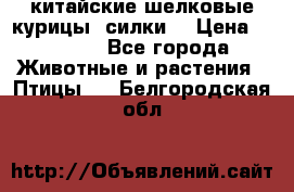 китайские шелковые курицы (силки) › Цена ­ 2 500 - Все города Животные и растения » Птицы   . Белгородская обл.